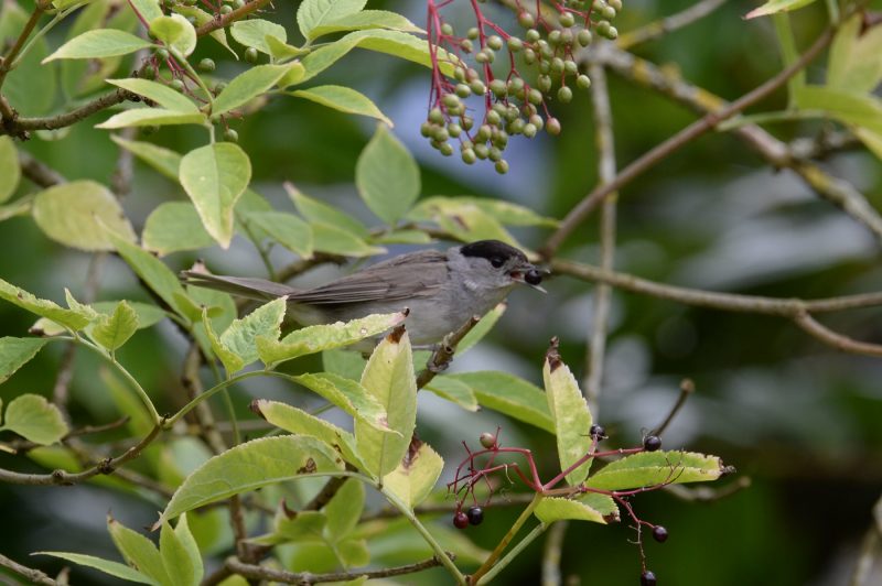 Fauvette à tête noire mâle
